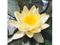 OBI tavirózsa OBI tavirózsa