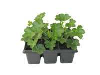 Muskátli futó piros 6 - os csomag Muskátli futó piros 6 - os csomag