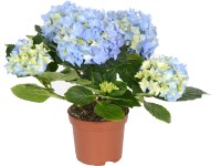 Cserepes hortenzia cserépátmérő: kb. 10,5 cm Cserepes hortenzia cserépátmérő: kb. 10,5 cm