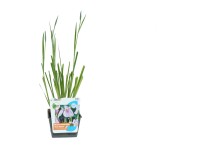 GROW by OBI Rose Queen sárga nőszirom cserépátmérő 18 cm Iris laevigata