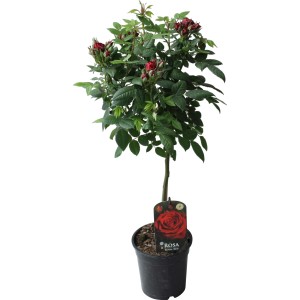 Piros törzsű rózsa, kb. 70-80 cm magas, 2 literes cserépben. Elegáns ágyás- vagy dézsás növény buja virágokkal.