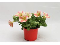 Petúnia amore dekor 12 cm