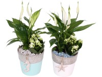 Tömött korallvirág és vitorlavirág kompozíció betoncserépben cserép kb. 14 cm