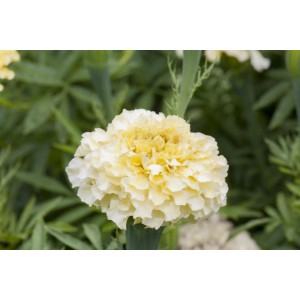 Közeli kép egy világossárga bársonyvirágról (Tagetes erecta) cserépben, zöld levelekkel a háttérben.