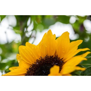 Közeli kép egy sárga GROW by OBI napraforgóról (Helianthus annuus), vízcseppekkel a szirmokon.