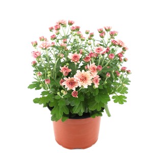 Cserepes krizantém rózsaszín virágokkal és zöld levelekkel, kb. 25 cm magas, cserép átmérője kb. 12 cm.