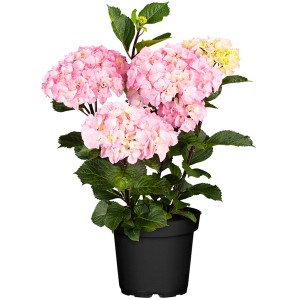 Bauernhortensie Soft Pink Salsa hortenzia cserépben, kb. 30-40 cm magas, rózsaszín virágokkal.