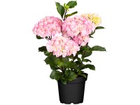 Kerti hortenzia Kerti hortenzia