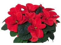 Mikulásvirág Mouse 12 cm-es cserépben