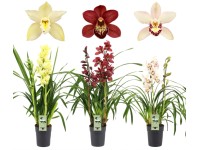 Orchidea Cymbidium 2 szárú magassága kb. 50-75 cm cserép átmérője kb. 14 cm