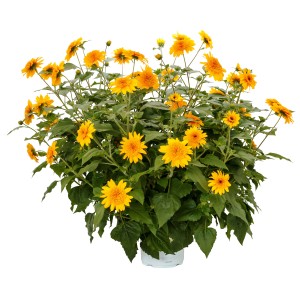 Sárga napraforgó 'Sunfinity Double Yellow' cserépben (kb. 17 cm Ø).