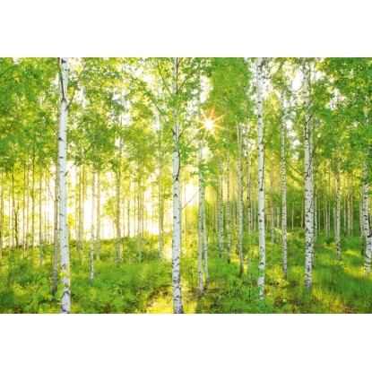 Komar nemszőtt fotótapéta Sunday 368 cm x 248 cm FSC