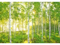 Komar nemszőtt fotótapéta Sunday 368 cm x 248 cm FSC