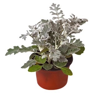 Ezüstlevél (Senecio) cserépben, ezüstös levelek, kb. 9 cm-es cserépátmérő, ideális erkélyre és őszre.