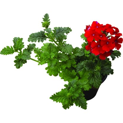 Muskátli extra 14 cm
