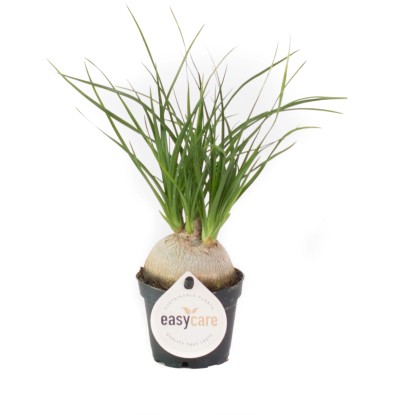 Mini zöldnövények "Easy Care" friss nyári fajták cserépátmérő: kb. 6 cm