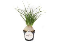 Mini zöldnövények 