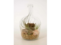 Tillandsia kompozíció üvegedényben edényátmérő kb. 17 cm
