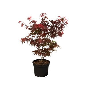 Japán juhar 'Atropurpureum' cserépben, piros levelekkel. Ideális díszcserje kertbe és teraszra.