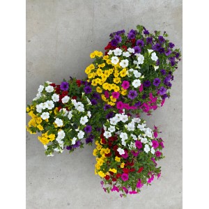 Három cserép GROW by OBI Calibrachoa Quattro függő növény színes virágokkal.