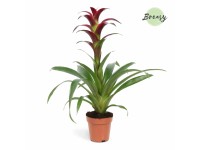 Guzmánia piros kb. 45-50 cm Guzmania