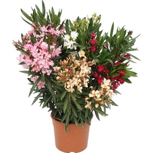 Oleander bokor rózsaszín, piros, fehér és sárga virágokkal cserépben.