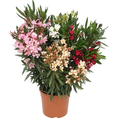 GROW by OBI leander bokor mag. 60-80 cm cserépátmérő kb. 20 cm Nerium Oleander