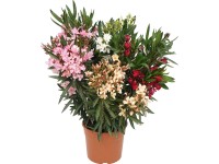 GROW by OBI leander bokor mag. 60-80 cm cserépátmérő kb. 20 cm Nerium Oleander GROW by OBI leander bokor mag. 60-80 cm cserépátmérő kb. 20 cm Nerium Oleander