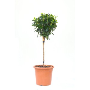 GROW by OBI mini törzs cserépben, kb. 80 cm magas. Törzses növény ágyásba, erkélyre vagy teraszra.