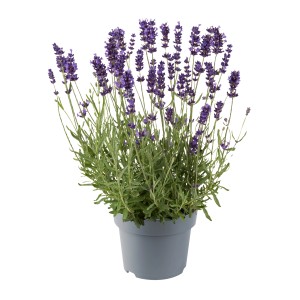Igazi levendula cserépben, kb. 30 cm magas, kék-lila virágokkal.