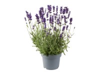 Valódi levendula cserépátmérő kb. 13 cm 