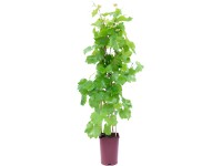 OBI bortermő szőlő magassága kb. 80 cm cserepe kb. 6 l Vitis vinifera