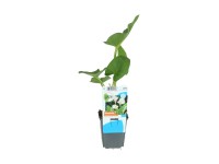 OBI kála fehér cserépátmérő: kb. 9 cm Zantedeschia aethiopica