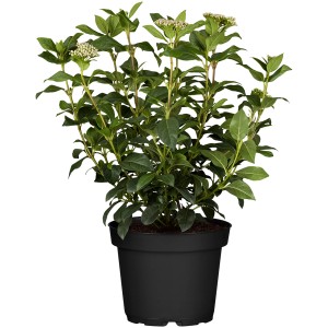 Babérmeggy cserépben, kb. 30-40 cm magas, fehér virágbimbókkal és zöld levelekkel.