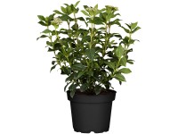 Téli bangita fehér magasság kb. 30-40 cm cserép kb. 1,5 l Viburnum tinus Téli bangita fehér magasság kb. 30-40 cm cserép kb. 1,5 l Viburnum tinus