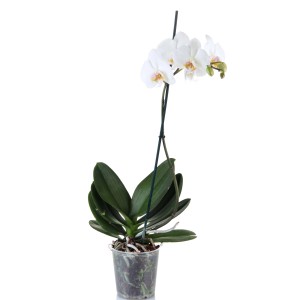 Fehér orchidea cserépben. Elegáns szobanövény otthonába.