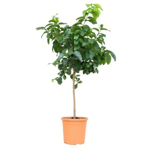 GROW by OBI Citrom mini törzs cserépben, kb. 80 cm magas. Zöld levelű cserepes növény.