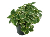 Kakassarkantyú (Plectranthus)