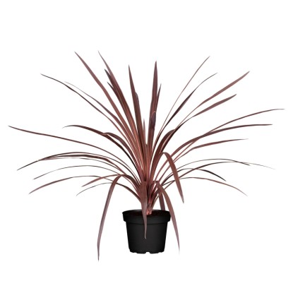 Déli bunkóliliom cserépátmérő kb. 40 cm Cordyline australis