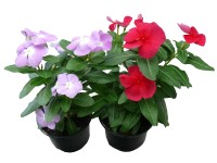 Rózsameténg 10,5 cm-es cserép