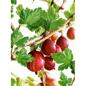 Piros ribiszke (Ribes uva-crispa) a bokron levelekkel, kb. 20-30 cm magas.