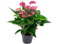 Flamingóvirág Flamingóvirág