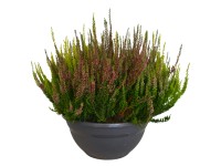 Csarab Garden Girls tálka cserépátmérő kb. 23 cm Calluna vulgaris