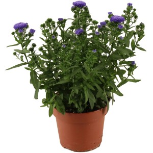 Aster Endless Blue cserépben, kb. 14 cm átmérő, kék-lila virágok.