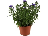 Krizantém Krizantém