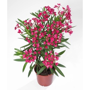 Oleander cserépben, kb. 17 cm, rózsaszín virágokkal és zöld levelekkel.