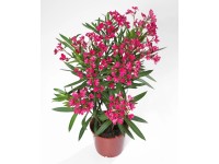 Leander cserépátmérő kb. 17 cm Nerium oleander