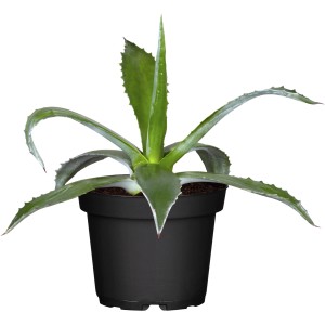 Agave cserépben (kb. 17 cm Ø), zöld konténeres növény hegyes levelekkel, fekete cserépben.