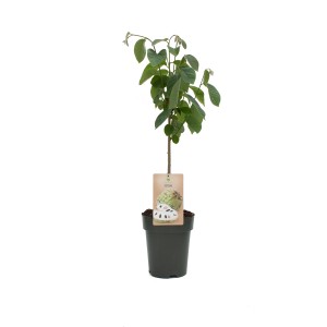 Cherimoya cserepes növény, kb. 90-110 cm magas. Egzotikus növény zöld levelekkel.