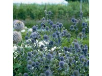 OBI kék iringó kék cserépátmérő: kb. 9 cm x 9 cm Eryngium